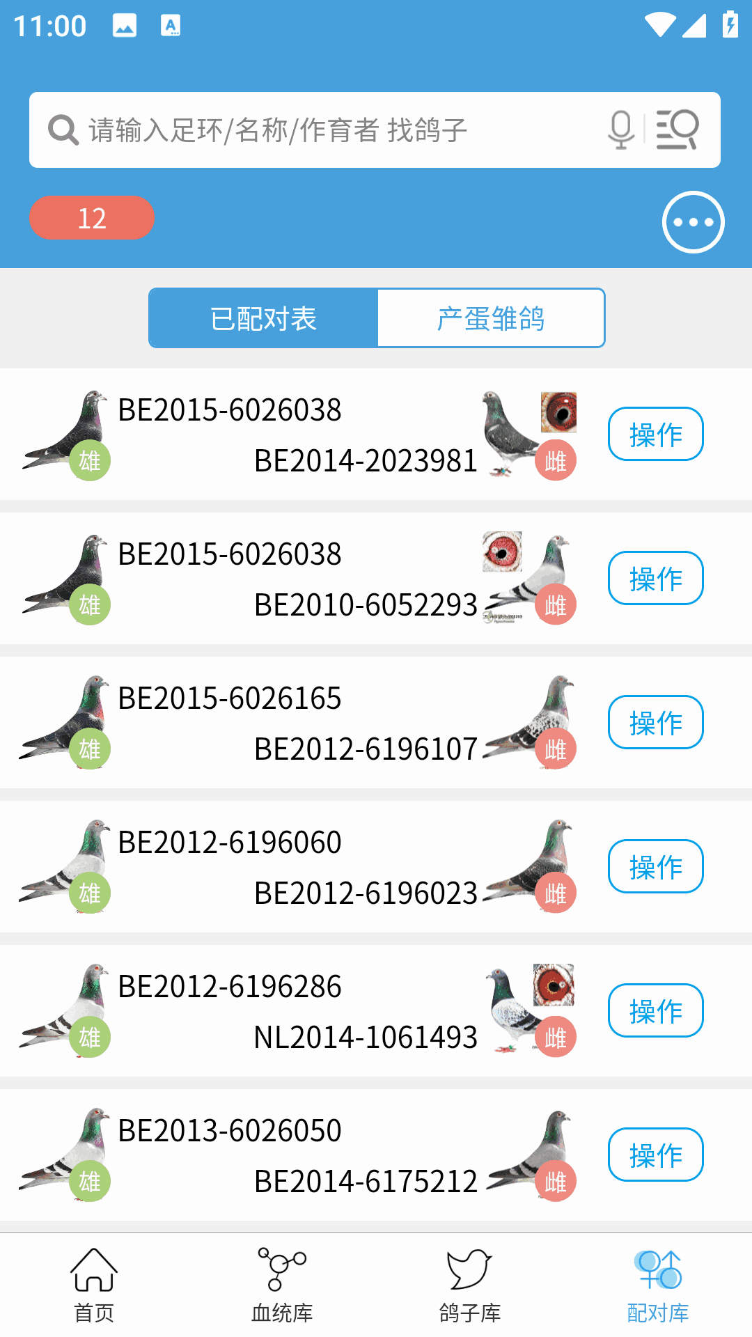 赛鸽云