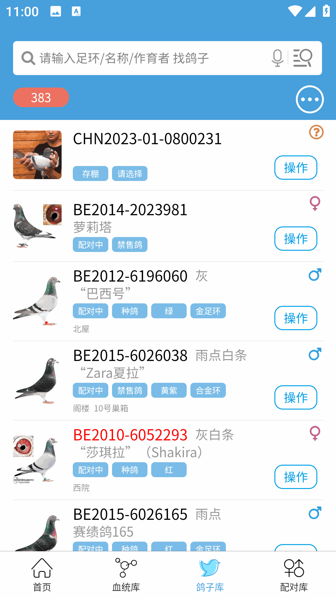赛鸽云